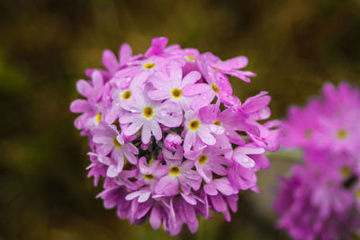 Close-up of purple flowers blooming outdoors