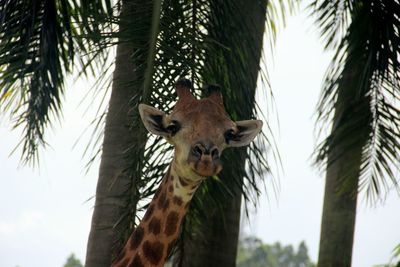 Low angle portrait of giraffe against trees against sky