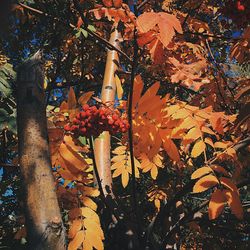 Close-up of berries on tree during autumn