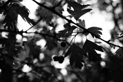 Close-up of fresh leaves on tree