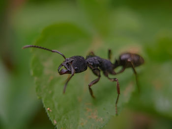 Black ant on leaf