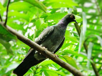 Close-up of bird perching on leaf
