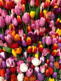 Full frame shot of multi colored tulips