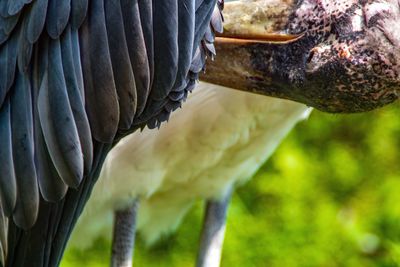 Close-up of bird eating outdoors