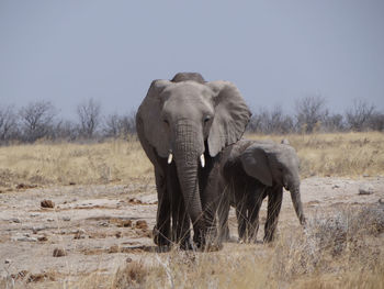 Elephant and his calf in a field in etosha national park