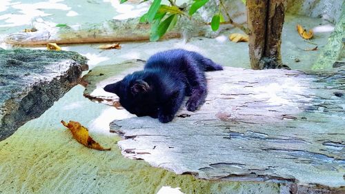 Close-up of black cat