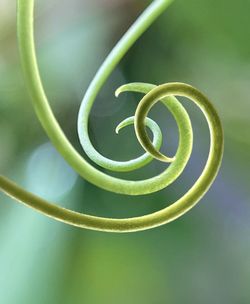 Close-up of spiral metal