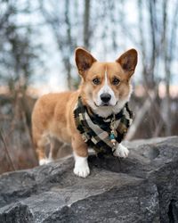 Portrait of dog standing on rock