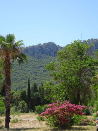 plant