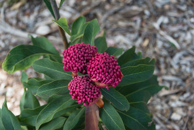 Close-up of red berries on plant