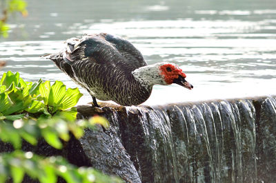 Bird perching on leaf against lake