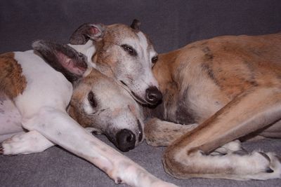 Two dogs sleeping at home