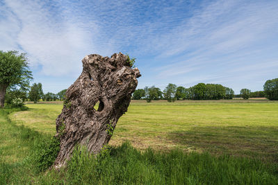 Tree trunk on field against sky