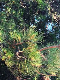 High angle view of pine tree in forest