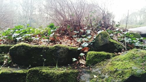 Plants growing on rock