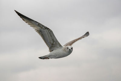 Low angle view of eagle flying in sky