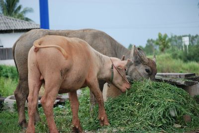 Lion standing in a field