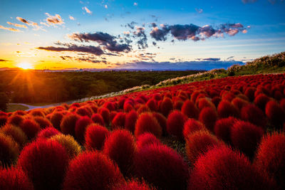 Scenic view of field against sky during sunset