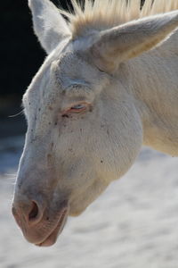 Close-up of a horse eye