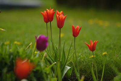 Close-up of red crocus flowers growing on field