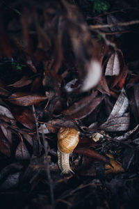 Close-up of snail on dry leaves