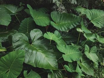 Full frame shot of leaves