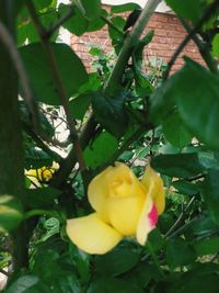 Close-up of yellow flowering plant