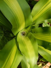 Full frame shot of green leaf