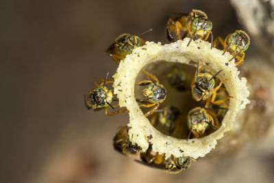 Close-up of insect