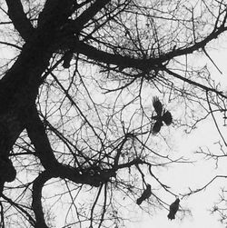 Low angle view of birds perching on bare tree