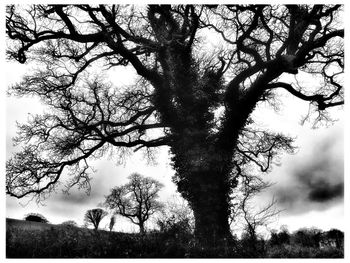 Low angle view of bare trees in forest