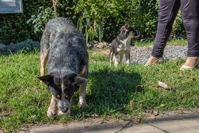 Portrait of dog on field