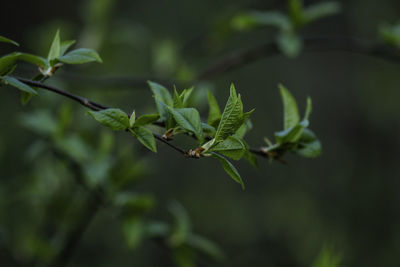 Close-up of insect on plant