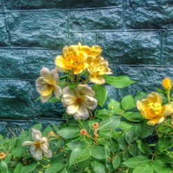 Close-up of yellow flowers