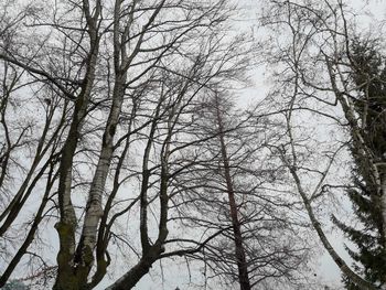Low angle view of bare trees against sky