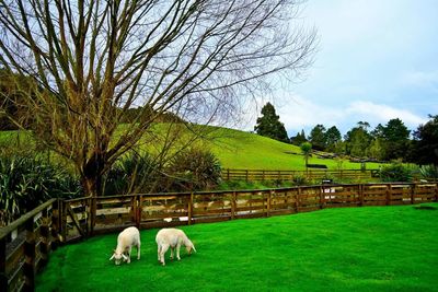 Sheep grazing on grass against sky