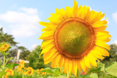 Close-up of yellow sunflower in field