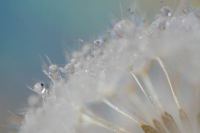 Close up of water drops on dandelion seed head