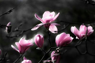 Close-up of pink flowers