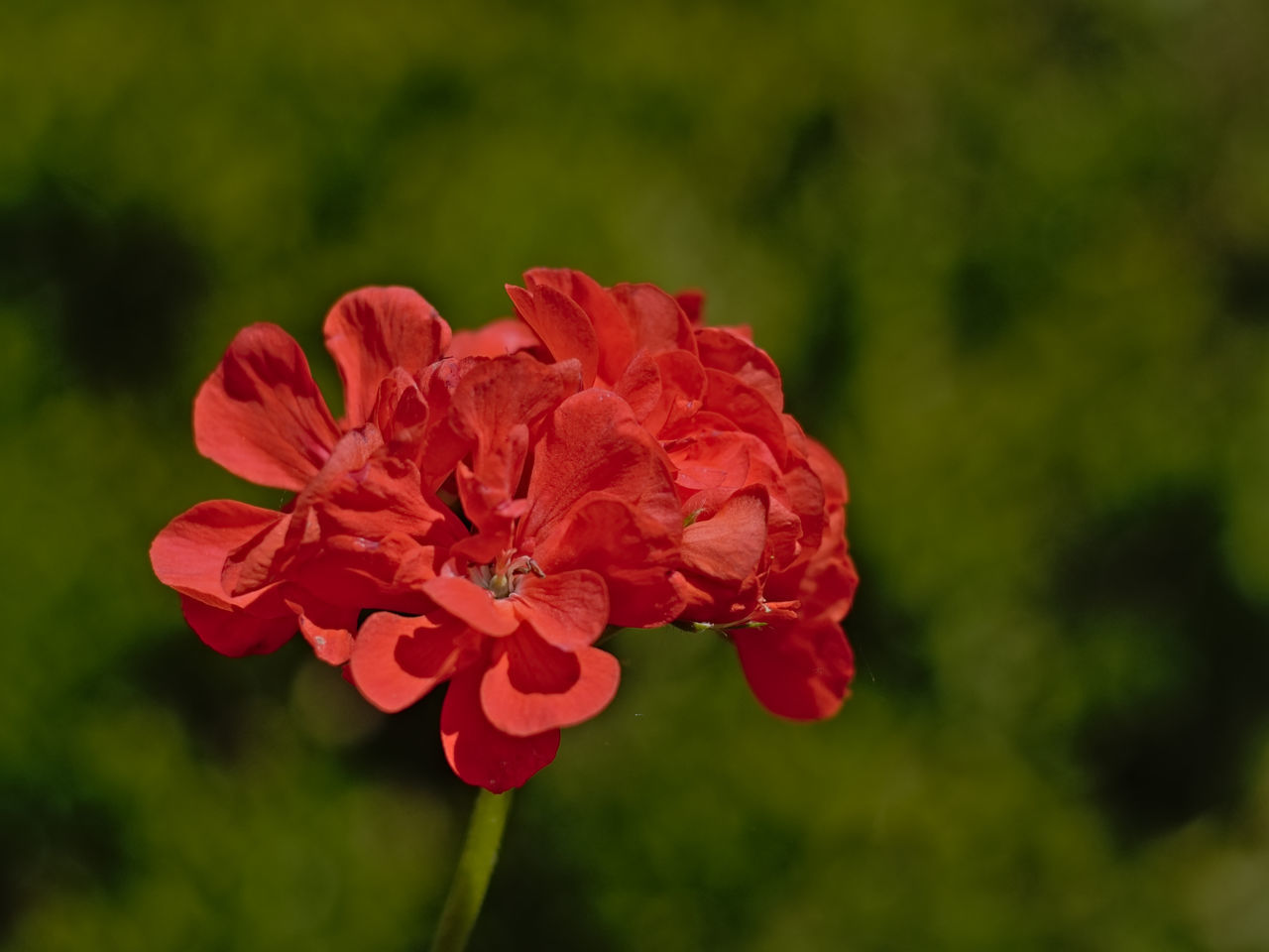 CLOSE-UP OF RED FLOWER