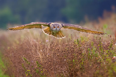 Eagle owl flying over field