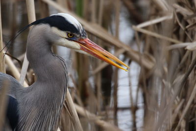 Close-up of a bird