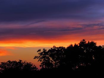 Silhouette of trees at sunset