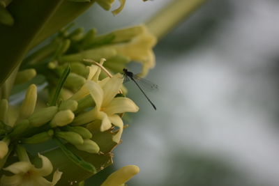 Close-up of butterfly pollinating on flower