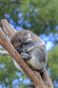 Cat sleeping on tree