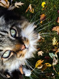 Close-up of cat