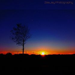 Silhouette of trees at sunset