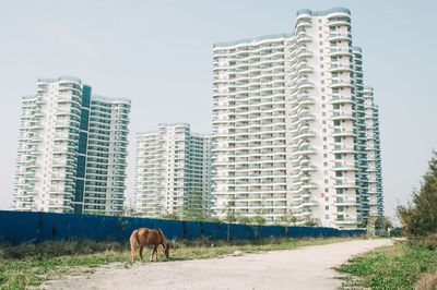 View of a horse on field