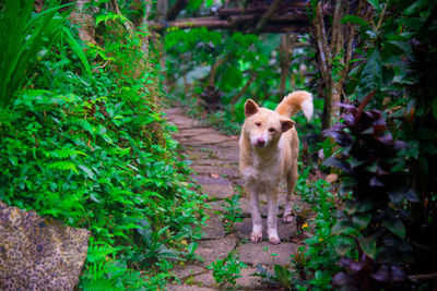 Portrait of dog standing by plants