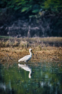 View of eurasian spoonbill perching in keoladeo national park